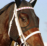 メンコ着用メッシュ