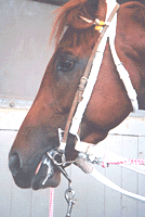 ハートハミ着用