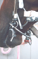 ハートハミ拡大