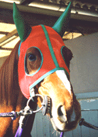 イタイタ装着写真