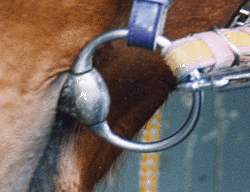 ノーマルハミポチつき