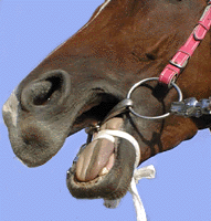 口の中はこうだ！